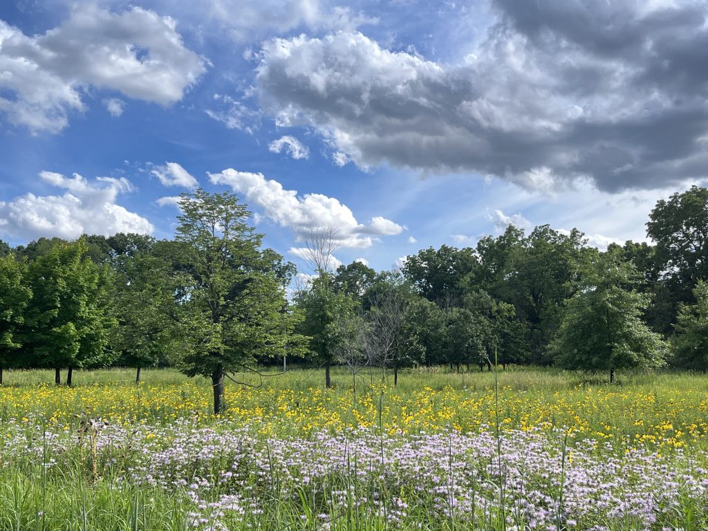 Summer shot in the park, Des Plaines River Trail